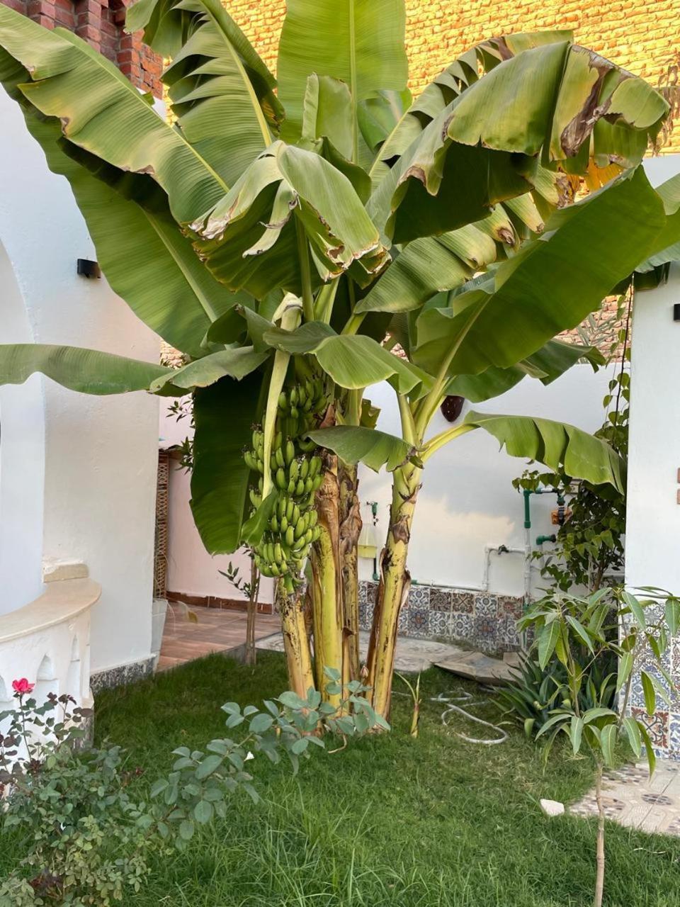 Villa Kemet Jazirat al Awwamiyah Bagian luar foto